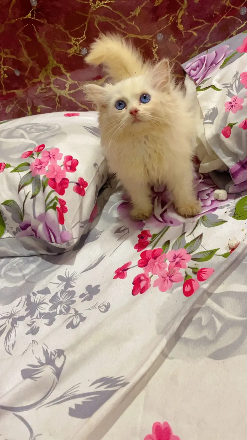 Kittens for sale serious buyers contact 03433012172  13k — photo 4