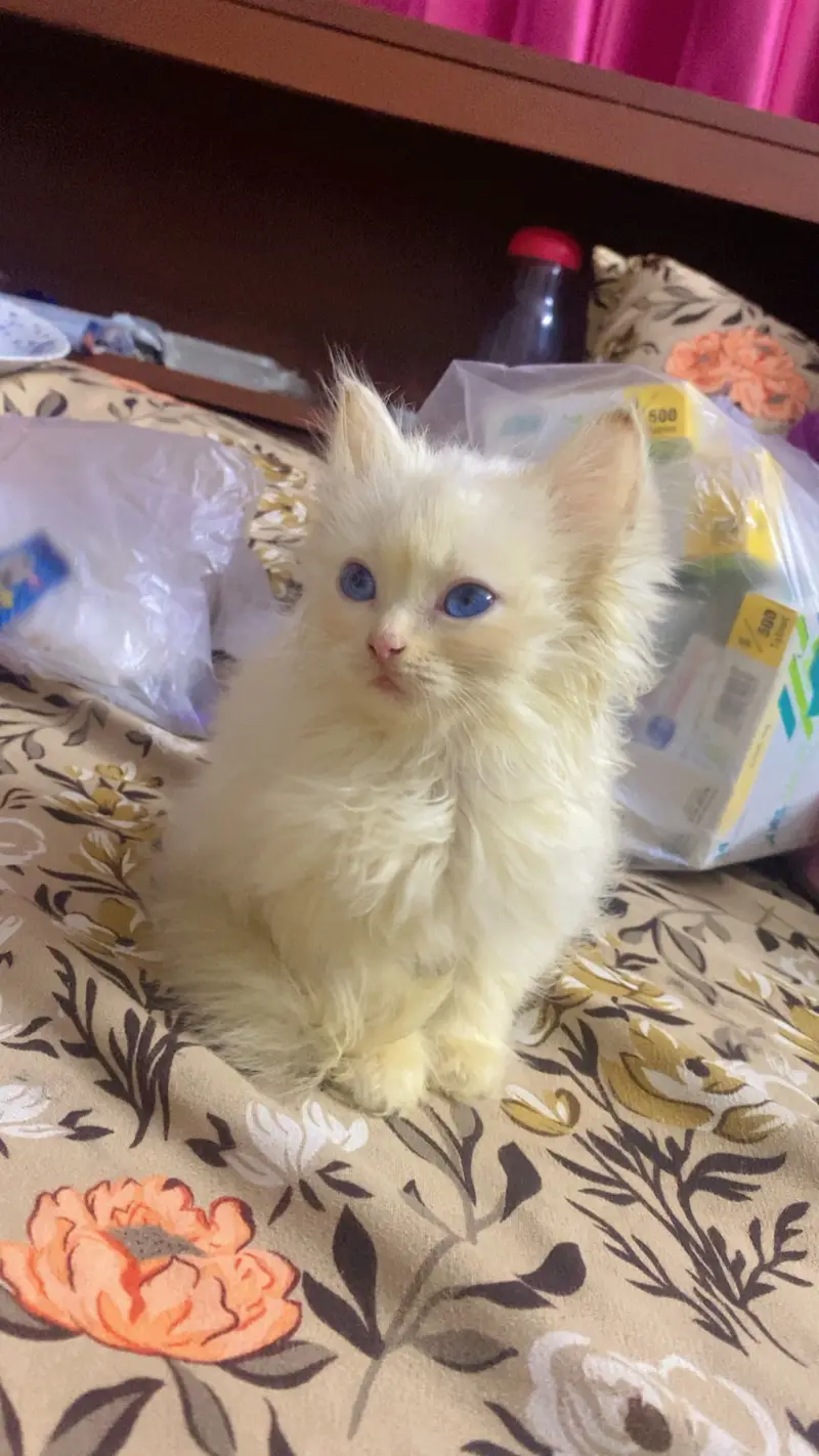 Kittens for sale serious buyers contact 03433012172  13k — photo 7