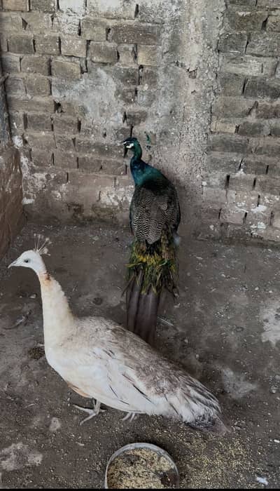 Blue Peacock Breeder Pair