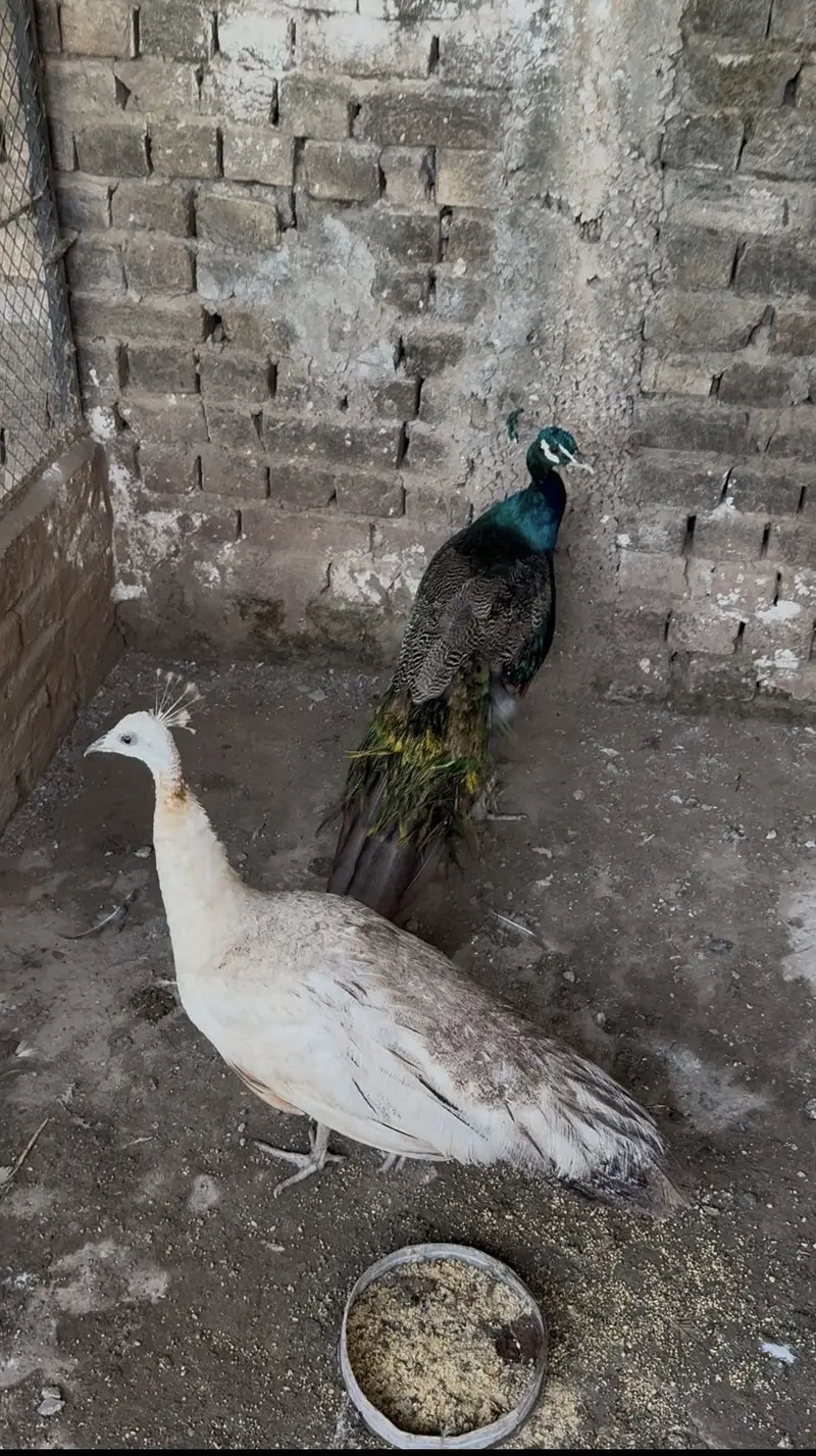 Blue Peacock Breeder Pair — photo 2