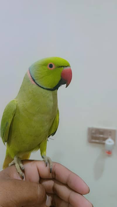 Green Ringneck Male Parrot Hand Tame Jambo Size