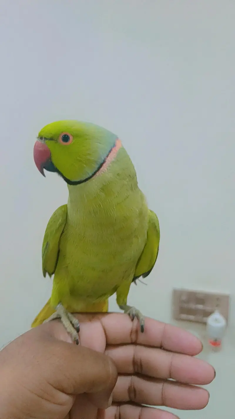 Green Ringneck Male Parrot Hand Tame Jambo Size — photo 2