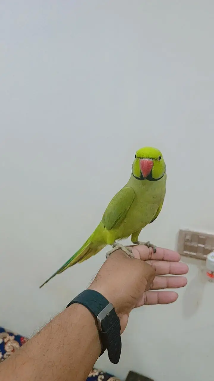 Green Ringneck Male Parrot Hand Tame Jambo Size — photo 3