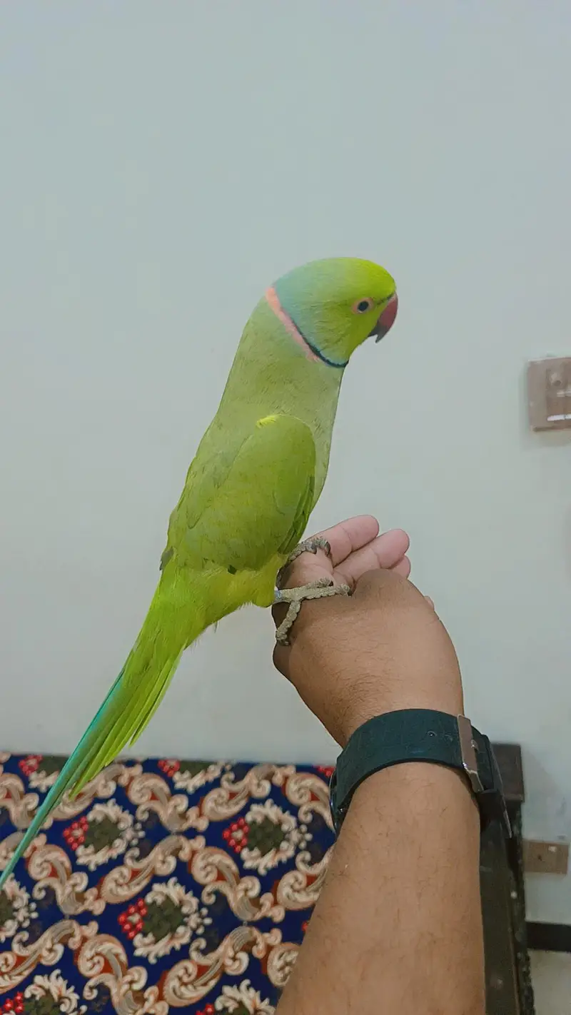Green Ringneck Male Parrot Hand Tame Jambo Size — photo 4