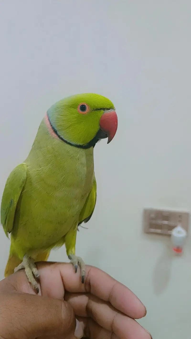Green Ringneck Male Parrot Hand Tame Jambo Size — photo 5