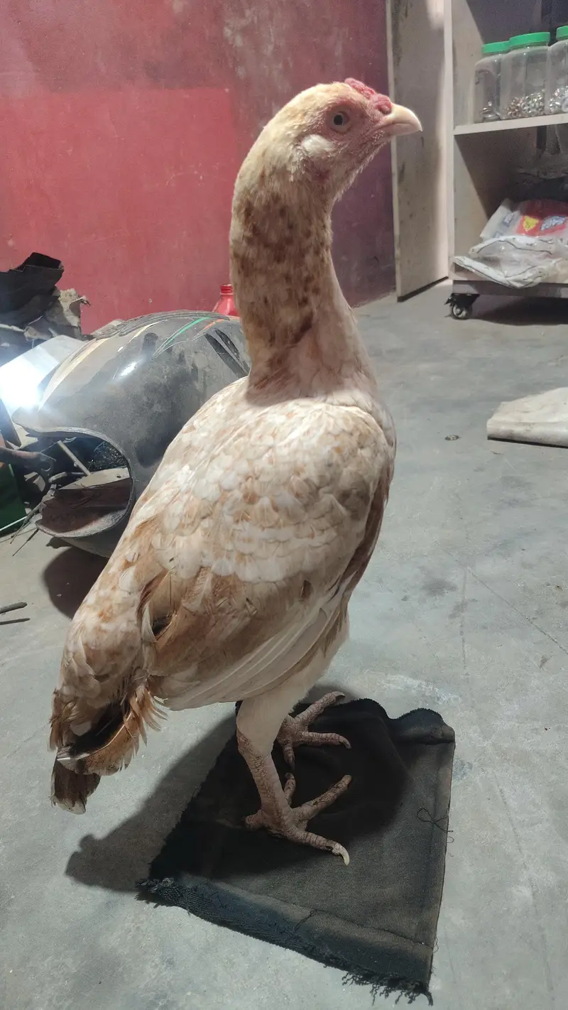 Peeli shajri madi punjab — photo 4