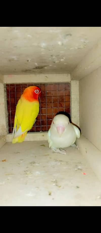 Bird's for sale in reasonable price