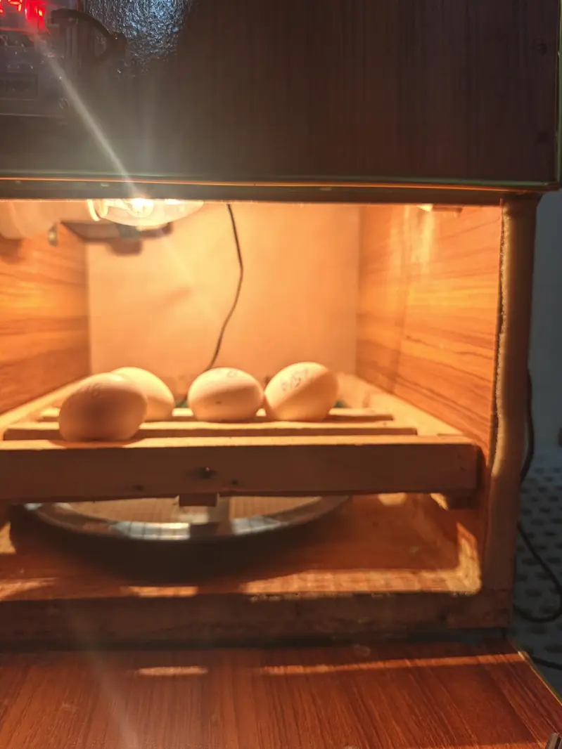 Manual Incubator — photo 3