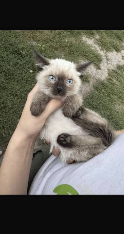 Siamese Cat Kittens Good Quality