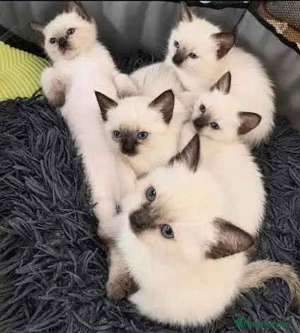 Siamese Cat Kittens Good Quality — photo 2