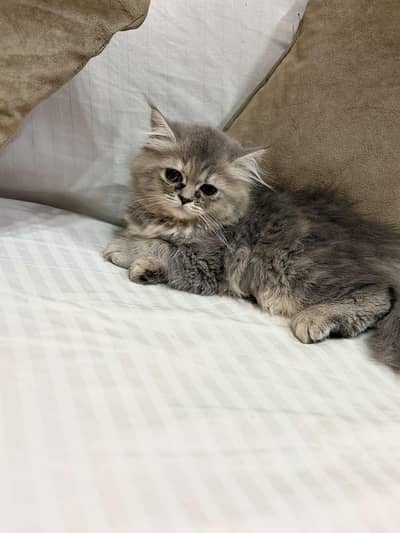 pure Persian triple coated females