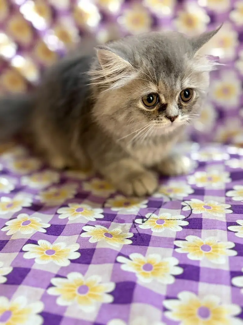 pure Persian triple coated females — photo 2