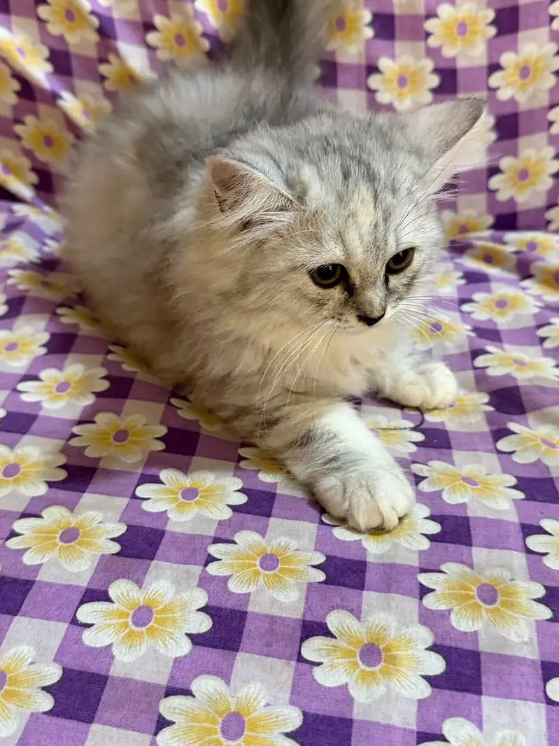 pure Persian triple coated females — photo 3