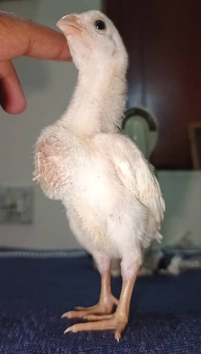Parrot Beak Cross Thai Chick's 