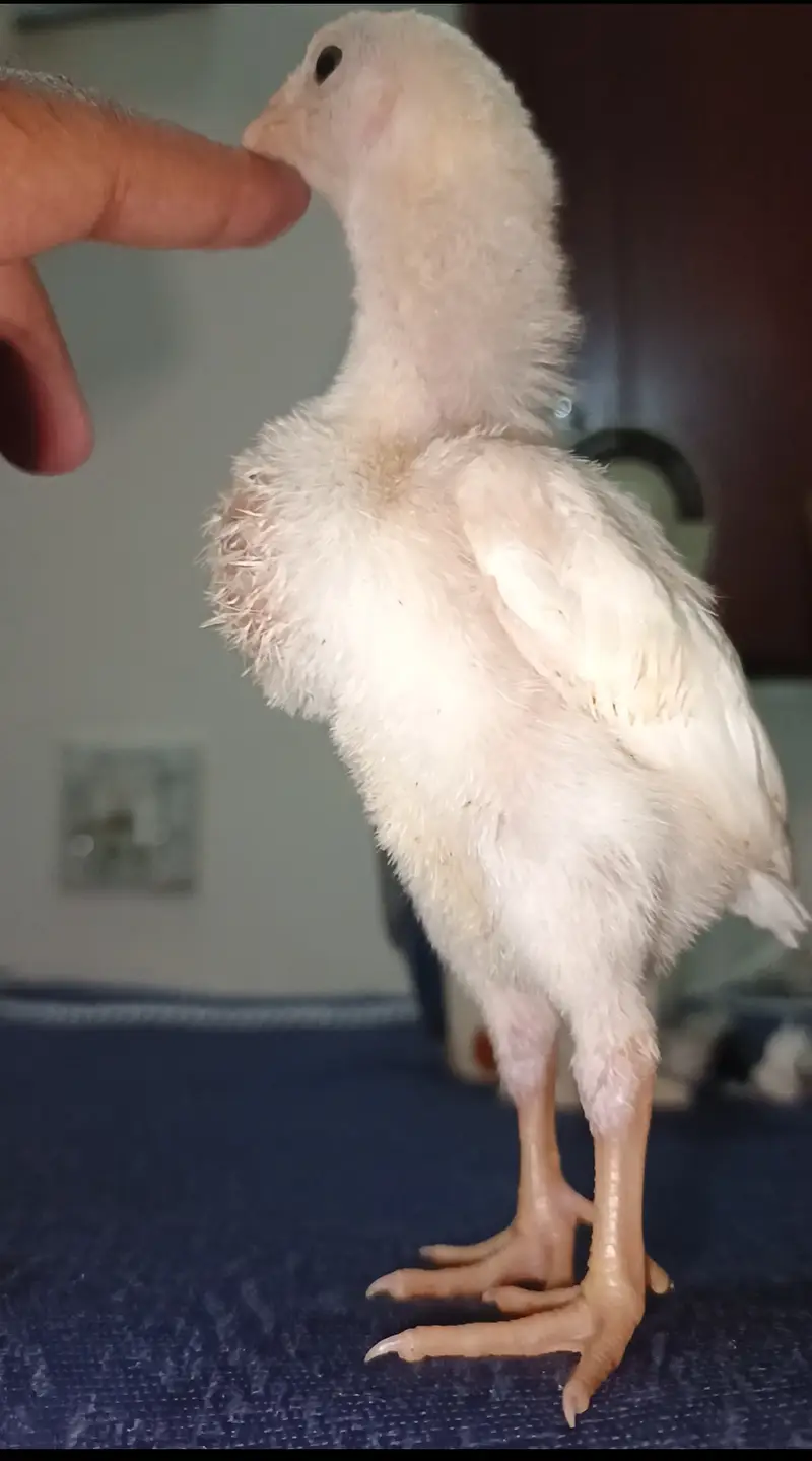 Parrot Beak Cross Thai Chick's  — photo 2