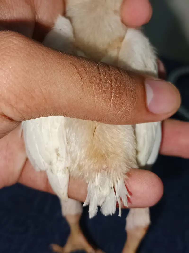 Parrot Beak Cross Thai Chick's  — photo 3