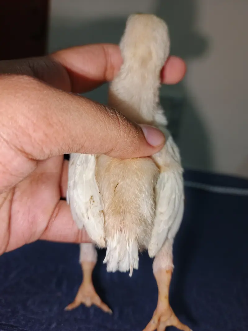 Parrot Beak Cross Thai Chick's  — photo 4