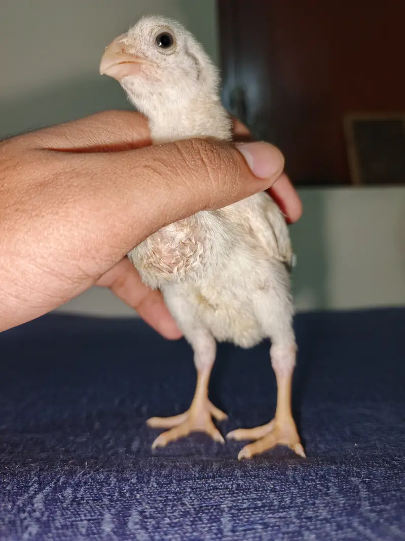 Parrot Beak Cross Thai Chick's  — photo 5