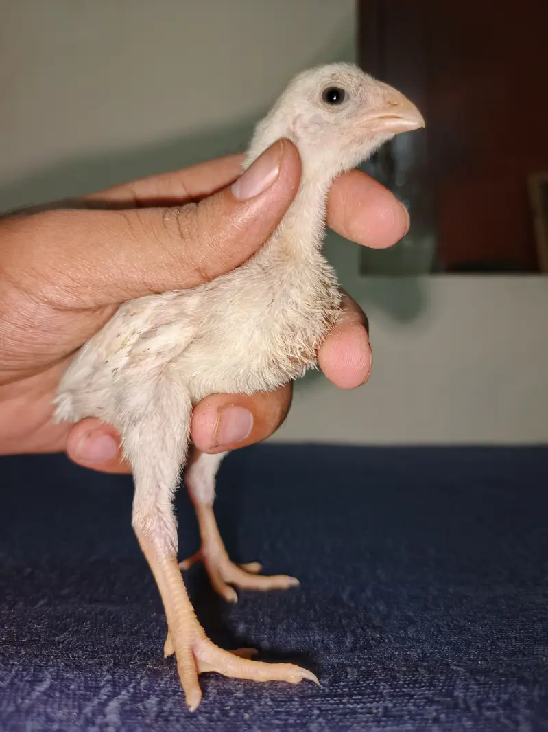 Parrot Beak Cross Thai Chick's  — photo 6