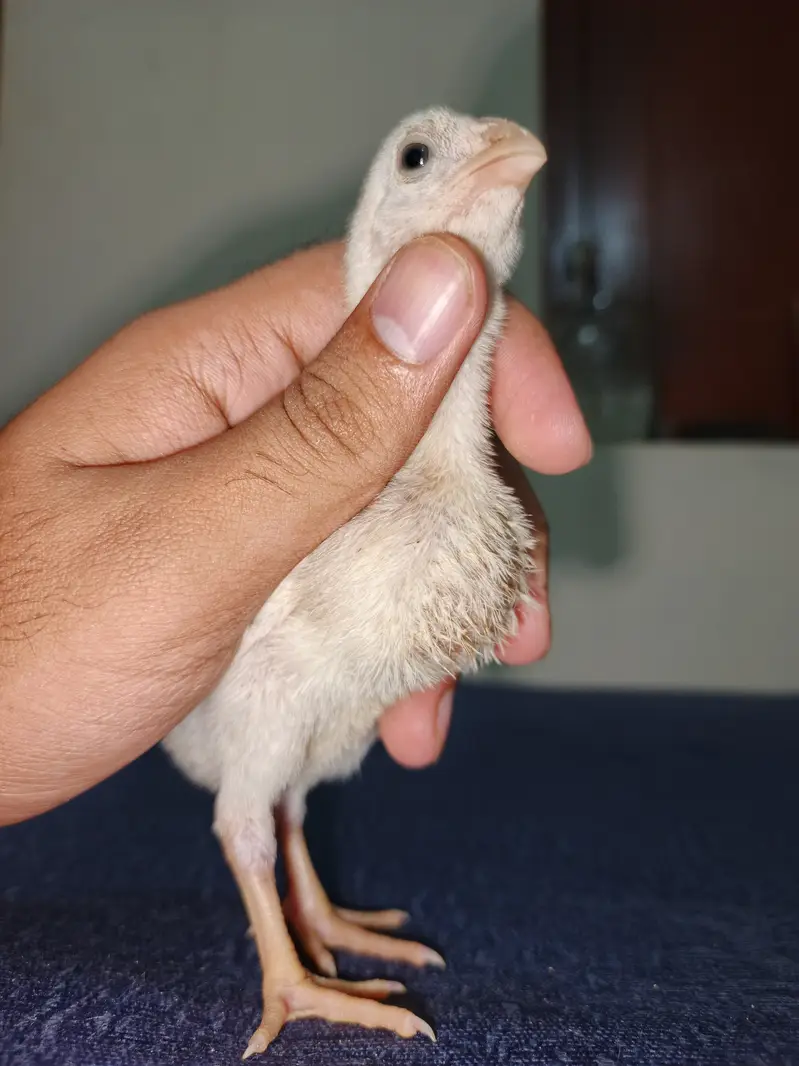 Parrot Beak Cross Thai Chick's  — photo 7