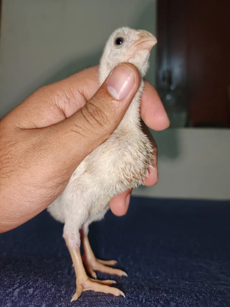 Parrot Beak Cross Thai Chick's  — photo 8