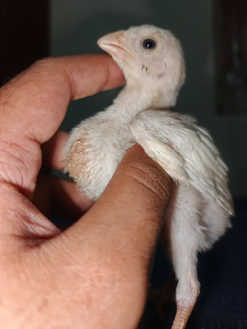 Parrot Beak Cross Thai Chick's  — photo 9