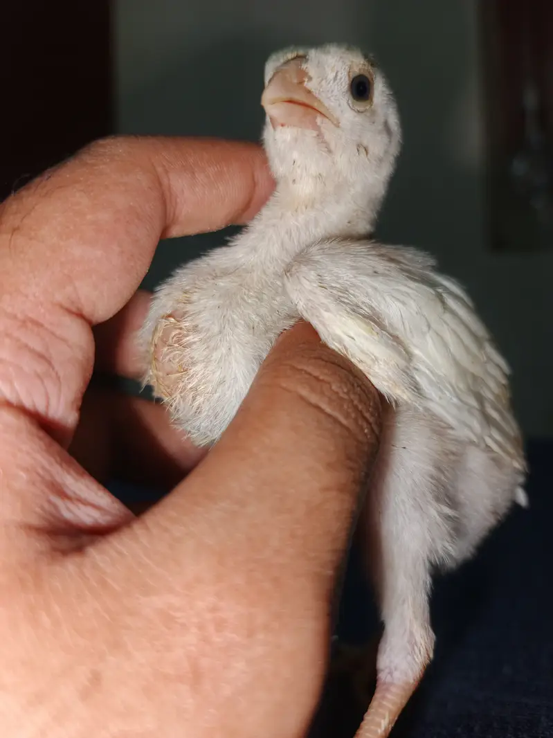 Parrot Beak Cross Thai Chick's  — photo 10