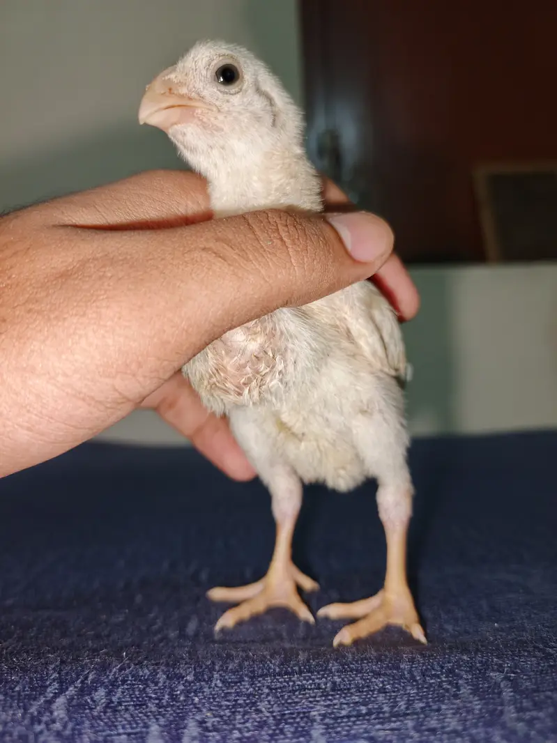 Parrot Beak Cross Thai Chick's  — photo 11
