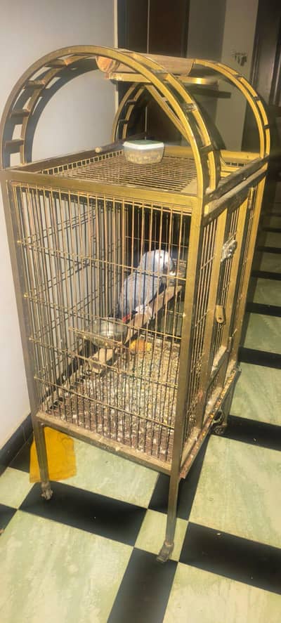 grey parrot hand tammed and talktive