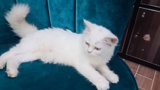 Female Kitten