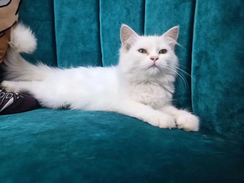 Female Kitten — photo 2