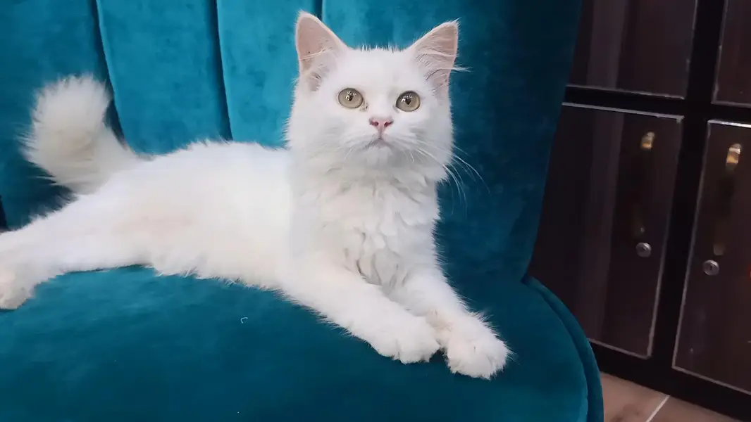 Female Kitten — photo 3