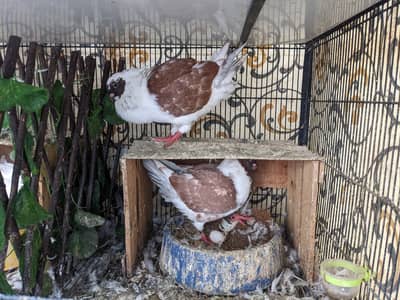 King Modena Breeder Pair | Pigeon | High Quality | Kabootar For sale