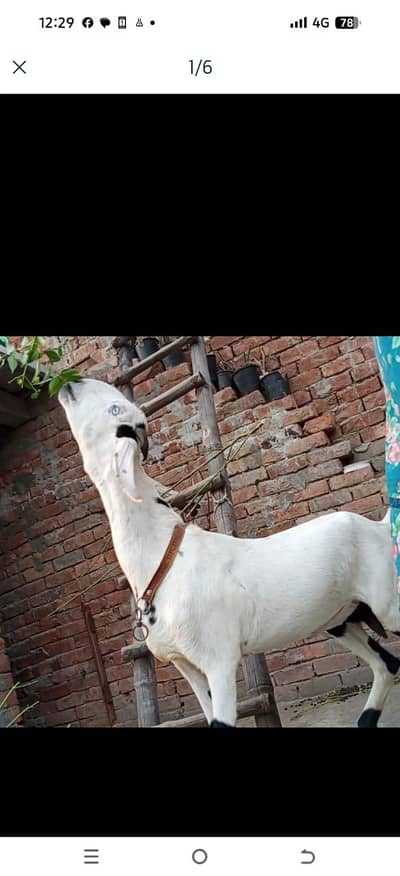 pet bakri for sale