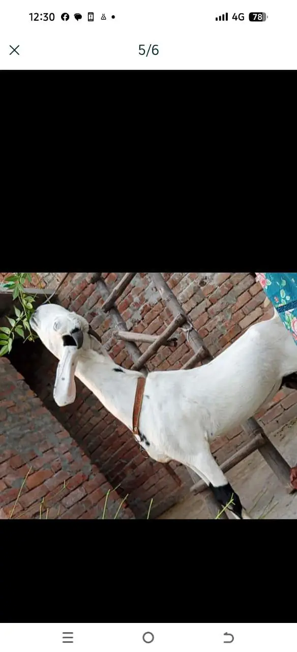pet bakri for sale — photo 2