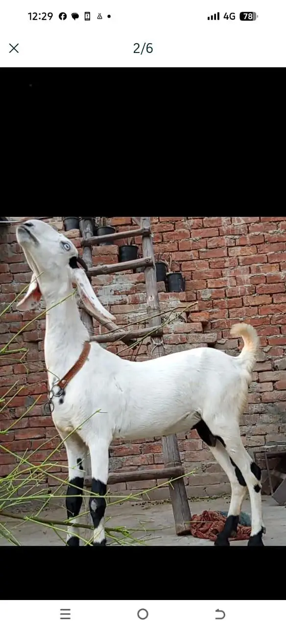 pet bakri for sale — photo 3