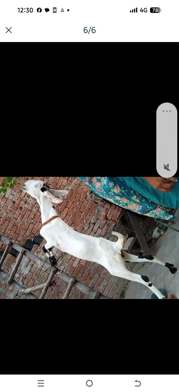 pet bakri for sale — photo 4