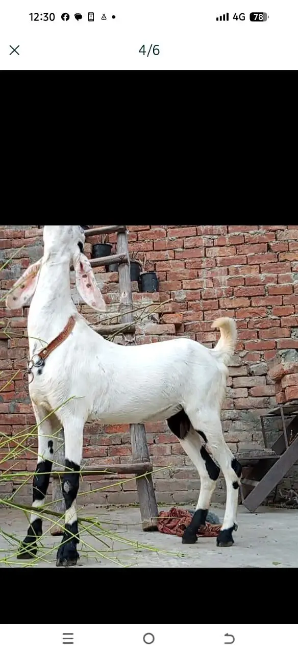 pet bakri for sale — photo 5