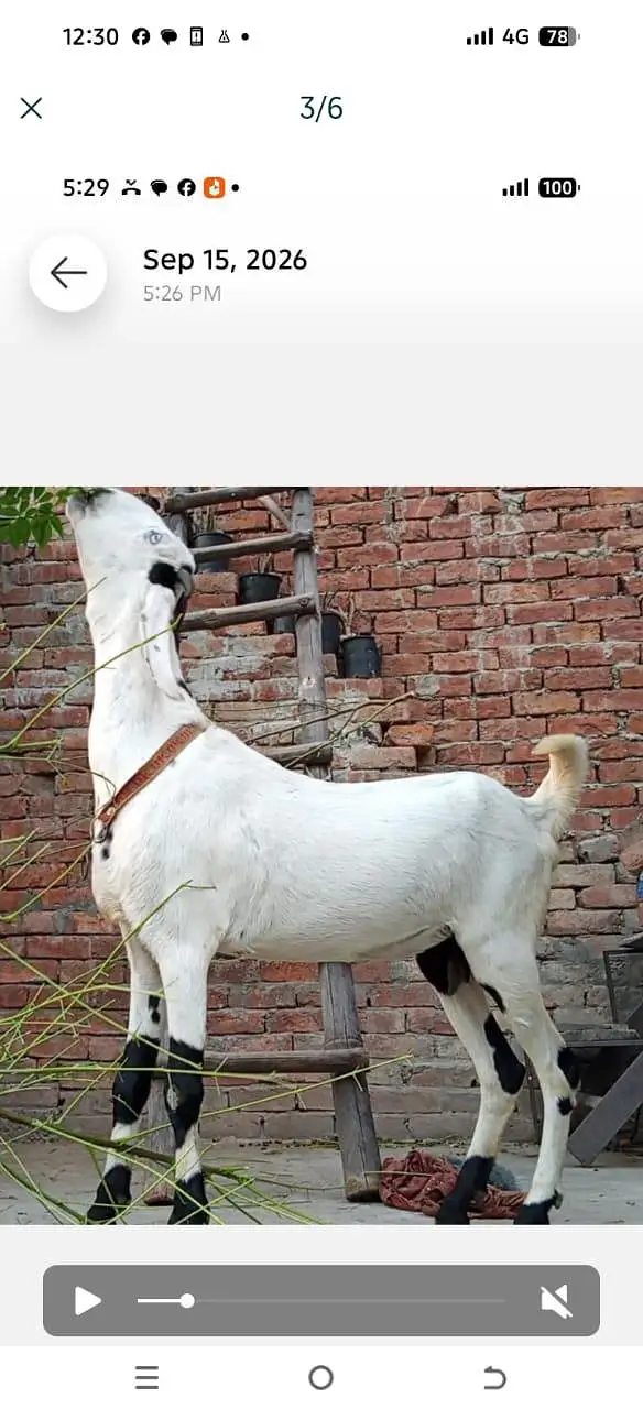 pet bakri for sale — photo 6