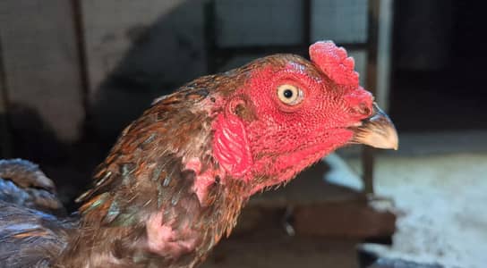 Aseel Murgha for Sale – Healthy Rooster