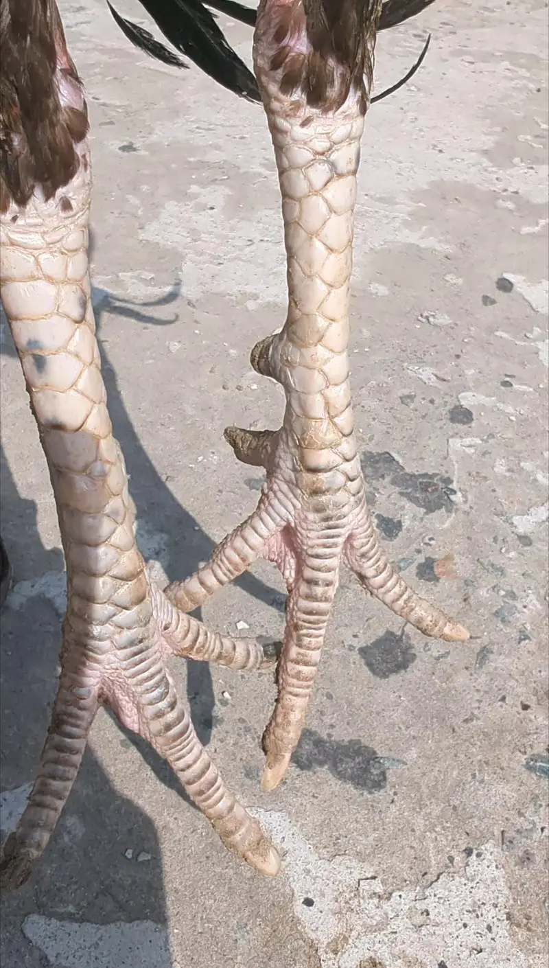 Aseel Murgha for Sale – Healthy Rooster — photo 2