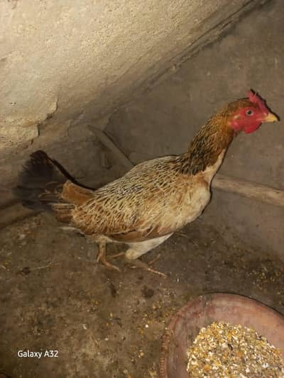 desi murghi andy wali aur misri mugha