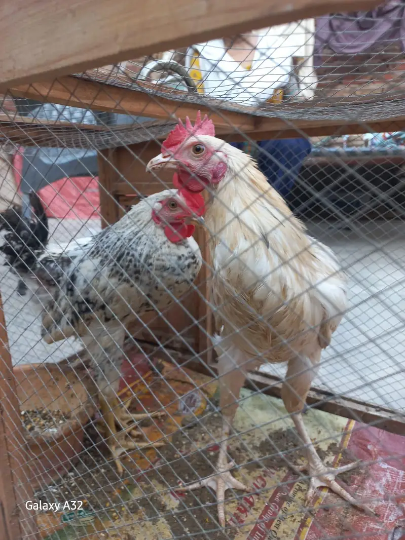 desi murghi andy wali aur misri mugha — photo 2