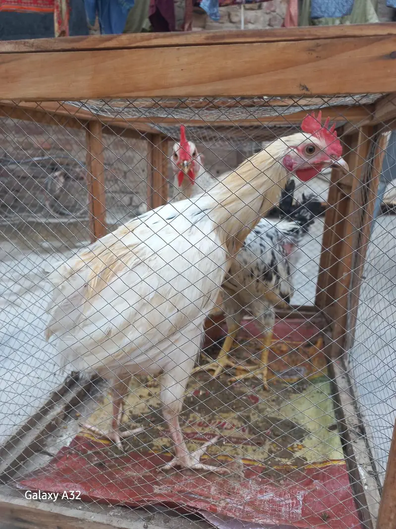 desi murghi andy wali aur misri mugha — photo 3
