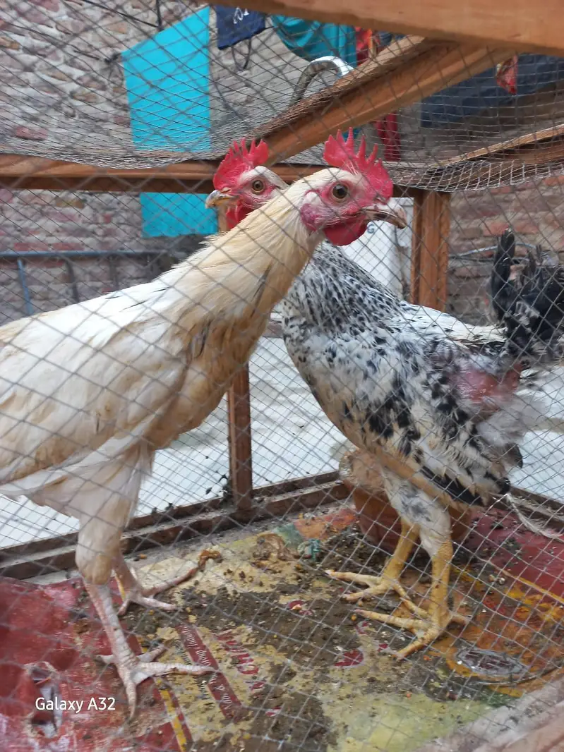 desi murghi andy wali aur misri mugha — photo 4