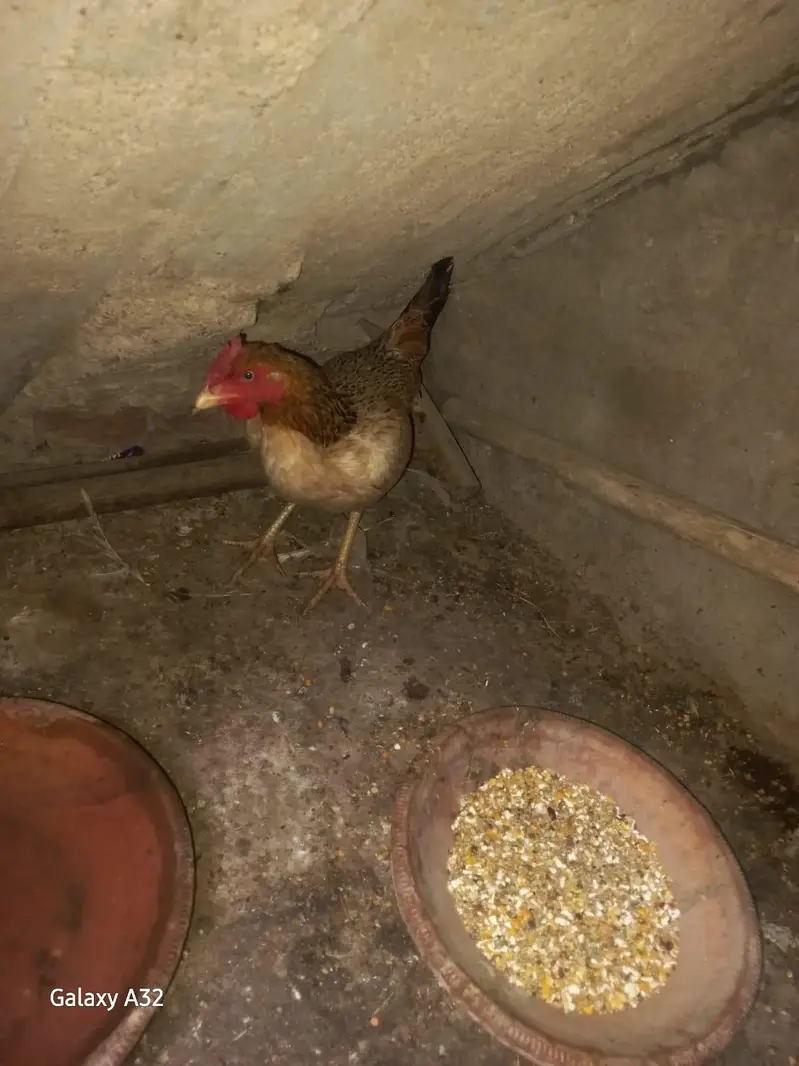 desi murghi andy wali aur misri mugha — photo 6