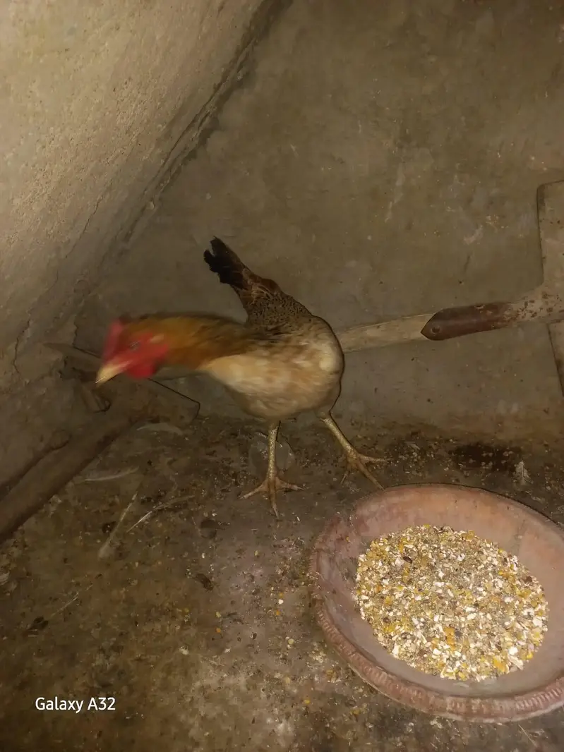 desi murghi andy wali aur misri mugha — photo 7