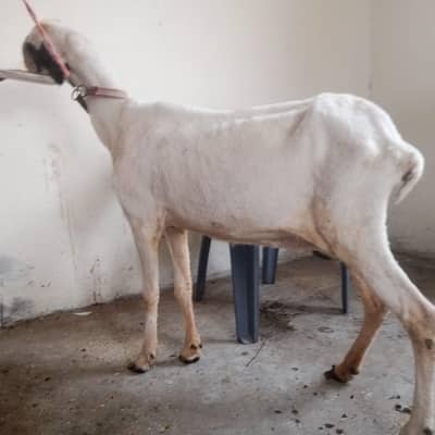 mundri sheep for sale