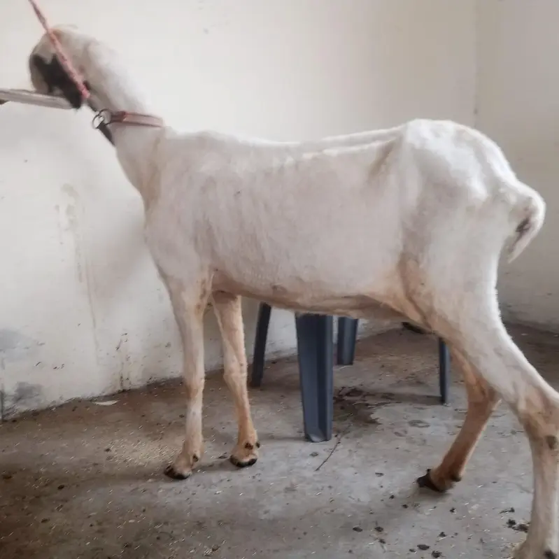 mundri sheep for sale