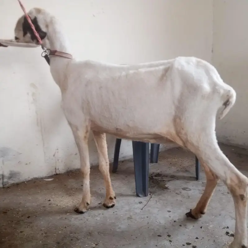 mundri sheep for sale — photo 2